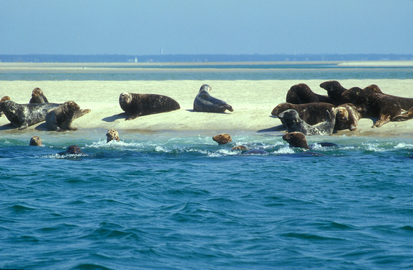 Gray Seal Colony Monomoy Island Cape Cod
