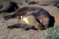 Elephant Seals Big Sur Coast