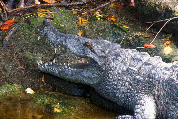 American Crocodile with Mouth Open