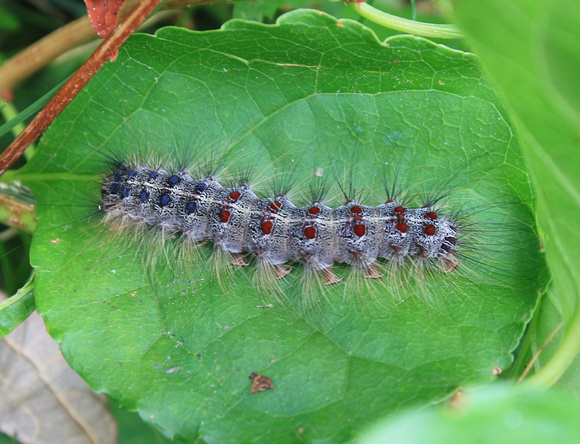 Gypsy Moth Caterpillar summer 2016