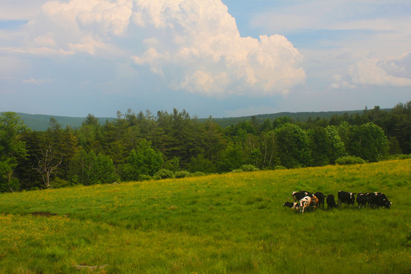 Cows and Storm Green Mountains