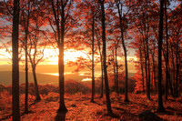Quabbin Reservoir New Salem Oak Foliage Sunrise