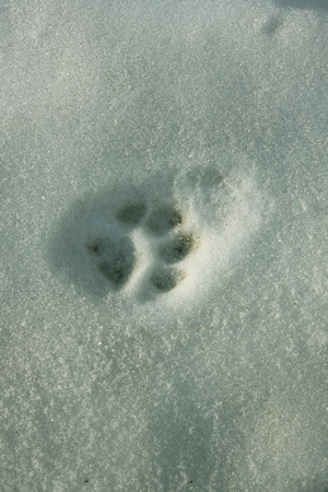 Bobcat Track