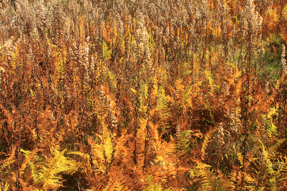Ferns and Goldenrod Autumn Frost