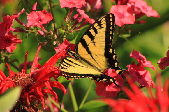 Tiger Swallowtail Butterfly Garden