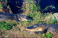 Alligators at Ease