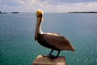 Brown Pelican Florida Keys