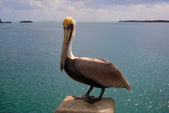 Brown Pelican Florida Keys