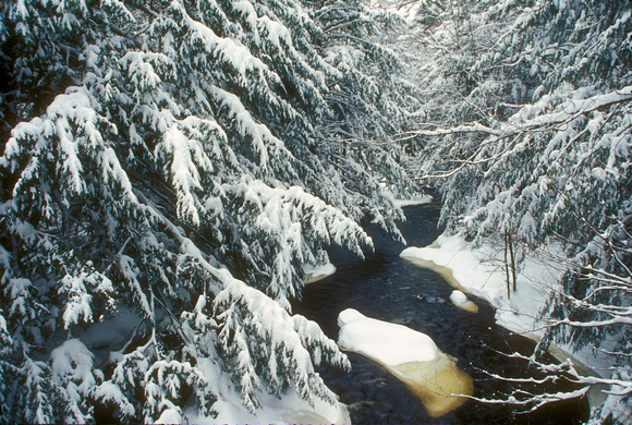 Eastern Hemlocks in Winter Swift River