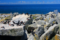 Atlantic Puffin Colony at Machias Seal Island