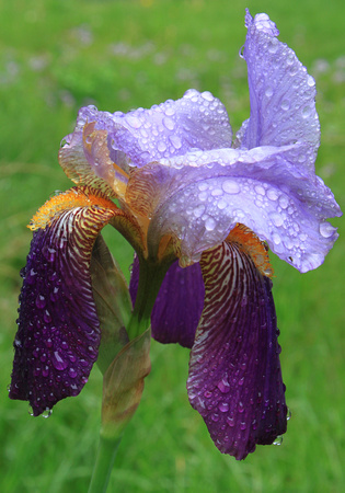 Iris Dew Drops