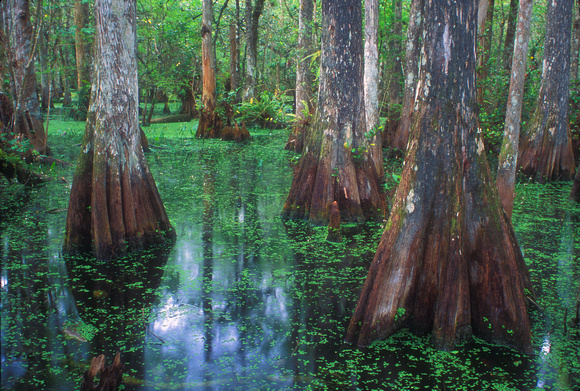 Cypress Swamp Big Cypress National Preserve