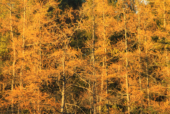 Tamarack Grove in Autumn