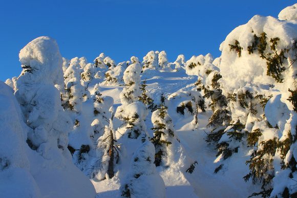 Spruce at Treeline in Winter