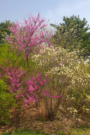 Arnold Arboretum Spring Color