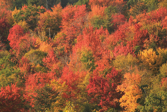 Fall foliage Berkshires