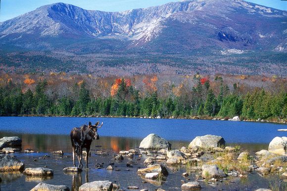 Moose and Mount Katahdin