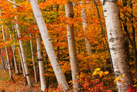 Birch Grove in Autumn