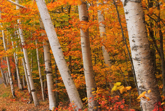 Birch Grove in Autumn