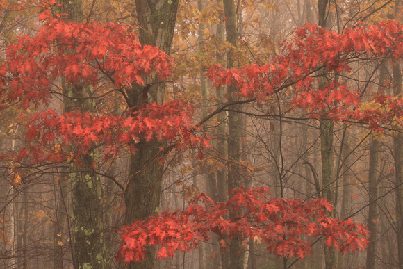Red Oak in Fog