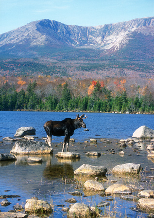 Baxter State Park Moose and Mount Katahdin