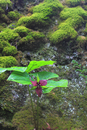 Red Trillium and Mossy Boulder