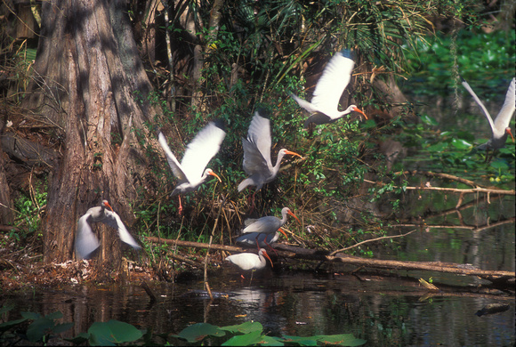 Ibises in Flight in Florida Swamp