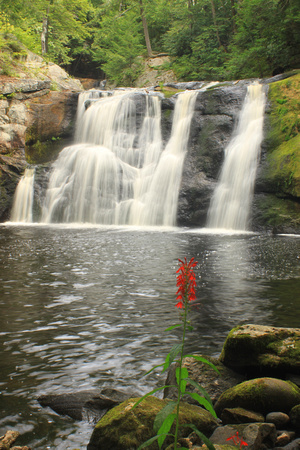 Doanes Falls and Cardinal Flower