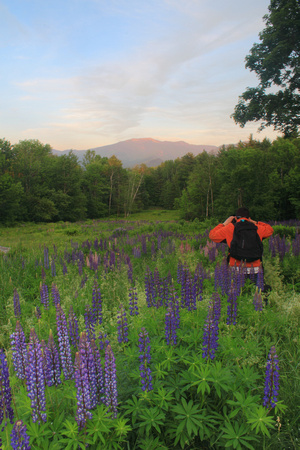 Sugar Hill Lupines and Photographer