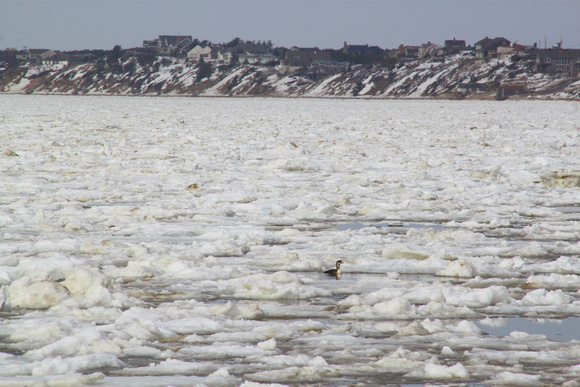 Cape Cod Bay Ice and Loon North Truro March 2015