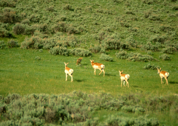 Pronghorn Antelopes Chasing Coyote