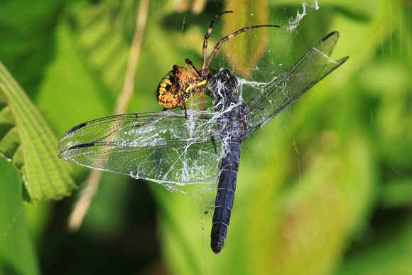 Slaty Skimmer Caught in Spider Web