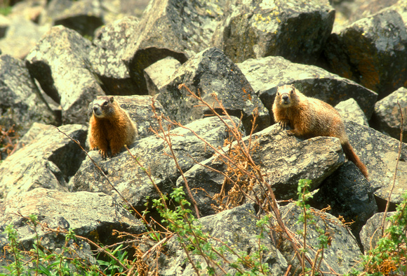 Yellow Bellied Marmots in Rocks