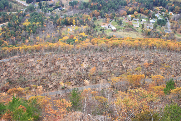 Mount Tom Microburst Forest Damage