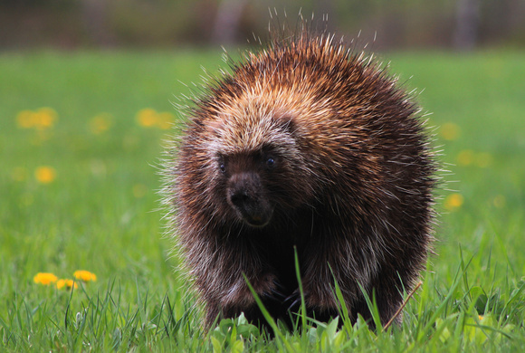Porcupine in Grass