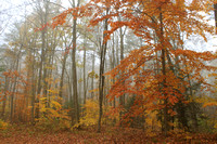 Beech Oak Forest in Late Autumn