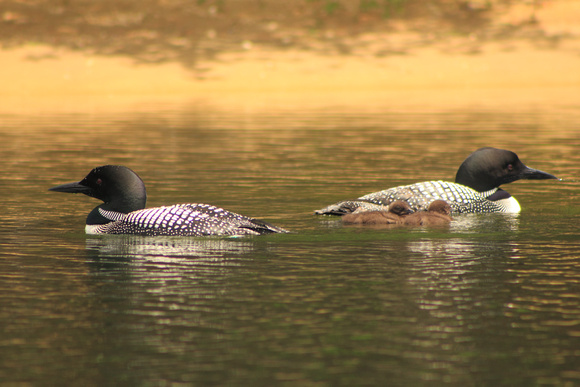 Common Loon Pair with Chicks