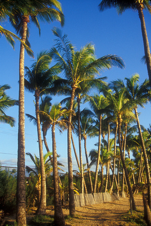 Palms on Beach Trall