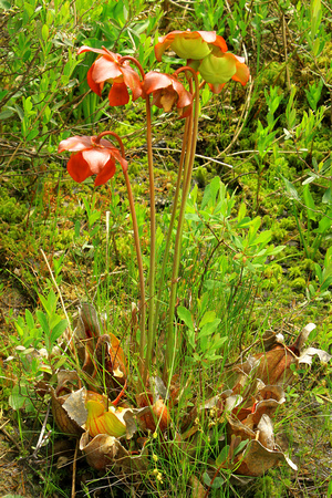 Northern Pitcher Plant Flowering