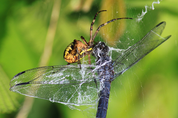 Slaty Skimmer Spider Web