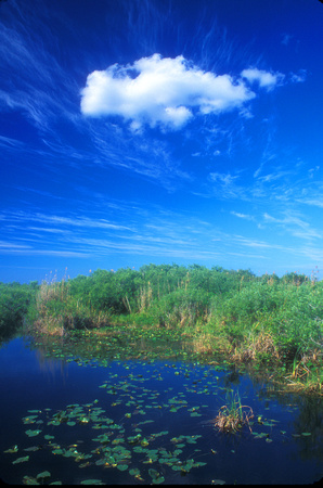 Everglades Slough Sky