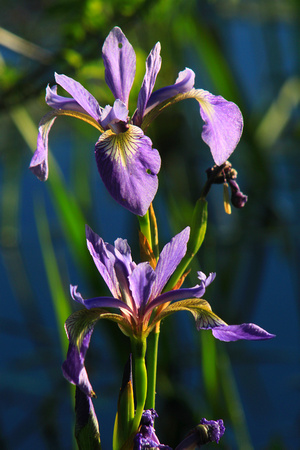 Blue Flag Iris at Pond Edge