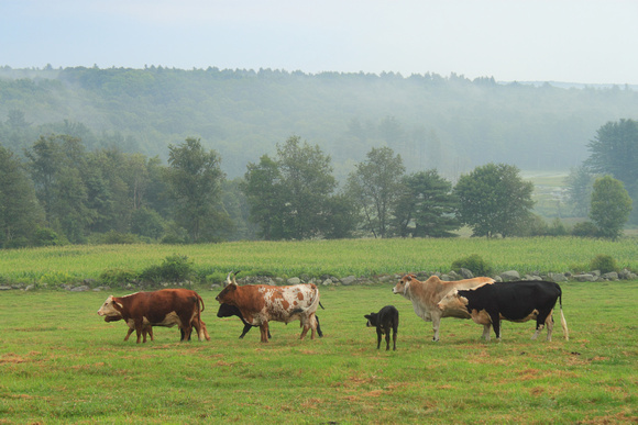 Perkins Farm Cows and Valley Fog