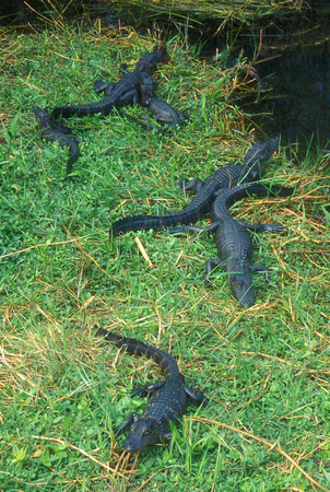Alligator Babies