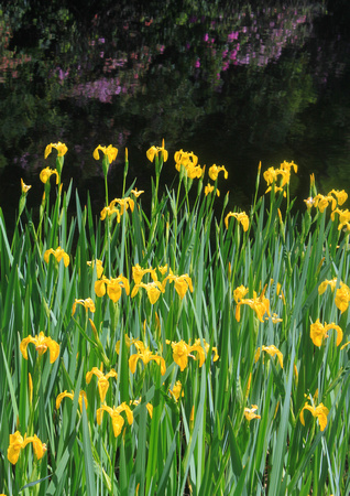 Yellow Flag Iris Colony and Rhododendron Reflection