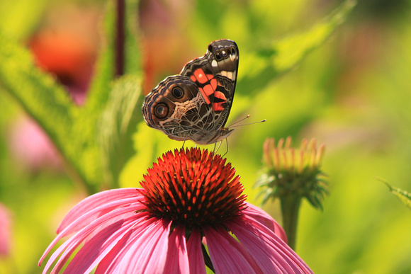 Coneflower and American Lady Butterfly