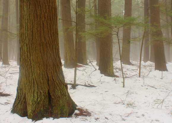 Rutland Brook Hemlock Forest in Winter