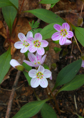 Spring Beauty