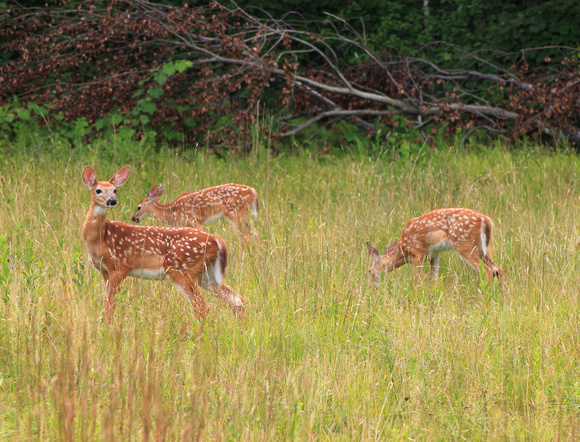White tailed Deer Fawn Triplets in Field