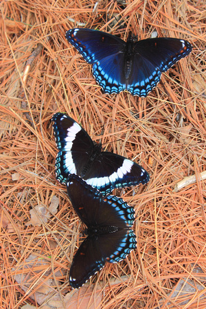 Red Spotted Purple and White Admiral Butterflies